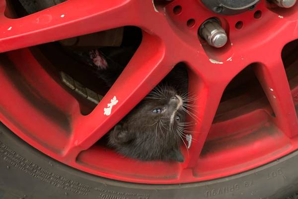 Kitten rescued from wheel of truck