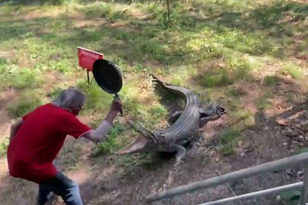 WATCH: Aussie Man Battles Charging Crocodile With Frying Pan