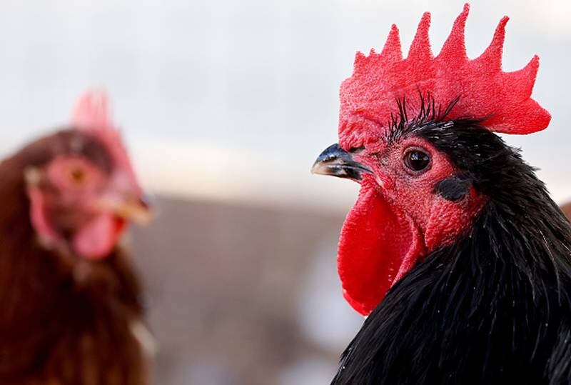 The man, a resident of Mexico,  died after being infected with a bird flu subtype never before confirmed to have spread to humans, WHO said Wednesday.