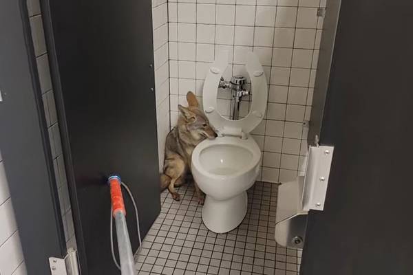 Coyote found hiding in middle school bathroom stall