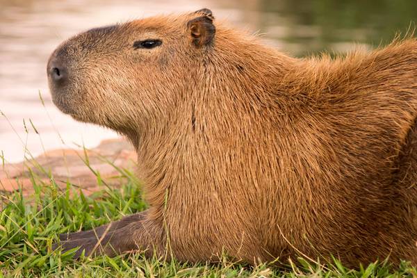 Florida’s Gatorland highlights capybaras, world’s largest rodents, in new encounter