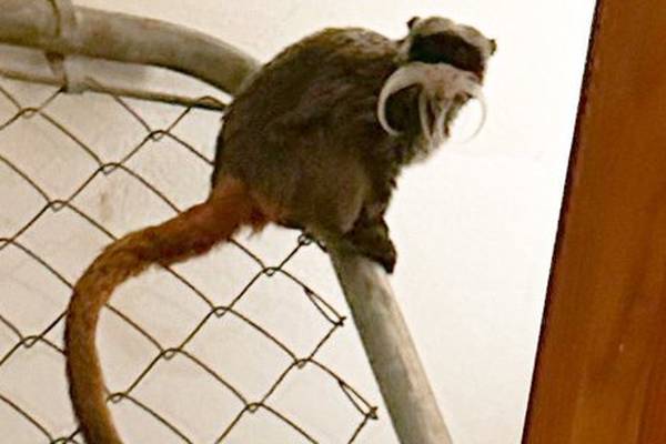 Police say 2 missing emperor tamarin monkeys from Dallas Zoo have been returned