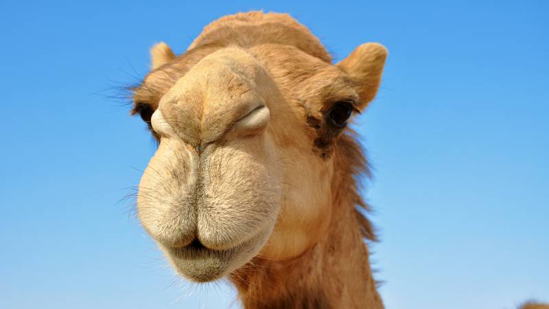 Camel