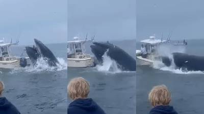 WATCH: Whale Capsizes Boat Of New Hampshire Coast