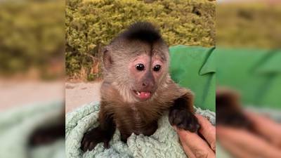 Deputies: ‘Monkey business’ led to zoo animal dialing 911