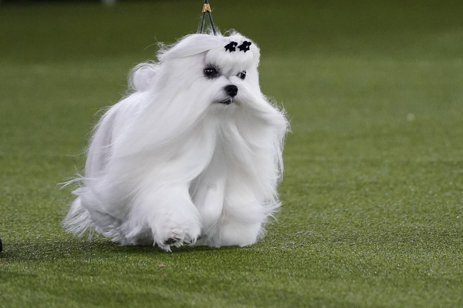 Westminster Dog Show 2022 See the best in show, group winners 102.3 WBAB