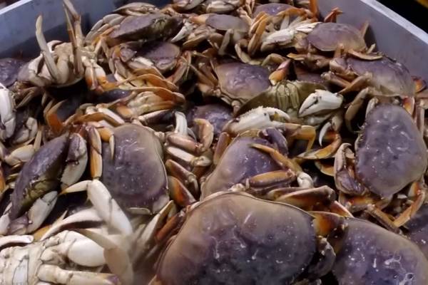 WATCH: Woman Eats Live Crab On TikTok