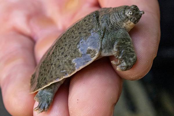 41 endangered softshell turtle hatchlings welcomed at San Diego Zoo