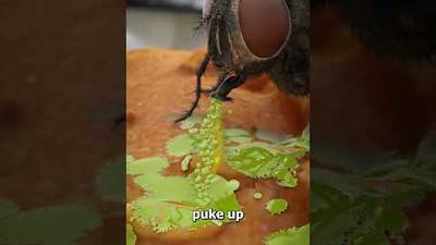 WATCH: What Really Happens When Flies Land On Your Food