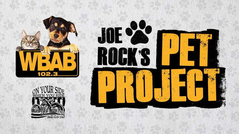 Joe Rock's Pet Project