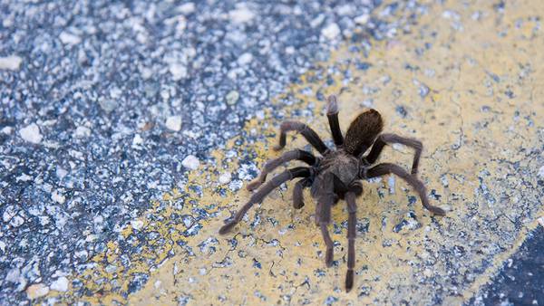 WATCH: Woman Arrested For Throwing Tarantula At Housemate