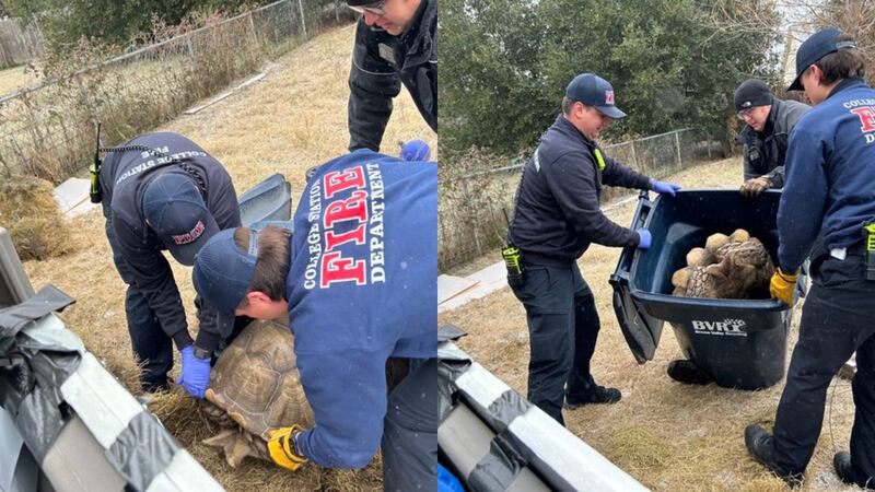 A tortoise needed the assistance of the fire department in College Station, Texas to help get inside to keep warm.