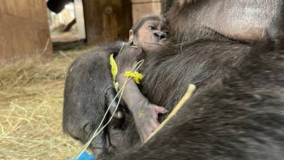 Critically endangered western lowland gorilla born at National Zoo