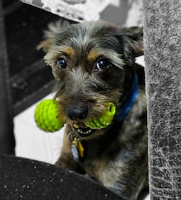 Check out all the adorable photos you sent us of your dogs on National Dog Day!