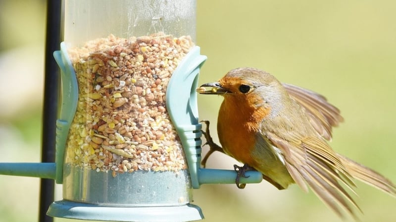 Most commonly seen birds in New York