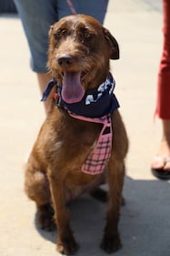 Check out all the adorable photos you sent us of your dogs on National Dog Day!