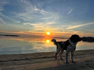 Check out all the adorable photos you sent us of your dogs on National Dog Day!