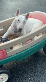 Check out all the adorable photos you sent us of your dogs on National Dog Day!