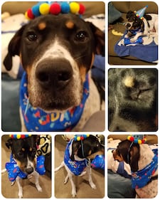 Check out all the adorable photos you sent us of your dogs on National Dog Day!