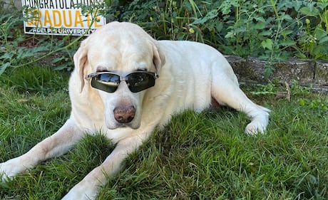 Check out all the adorable photos you sent us of your dogs on National Dog Day!