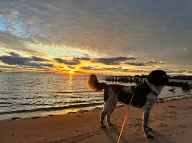 Check out all the adorable photos you sent us of your dogs on National Dog Day!