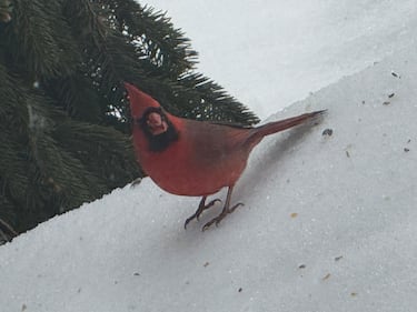 A Cardinal spotted by Jodi in Wantagh