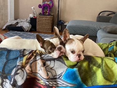 Check out all the adorable photos you sent us of your dogs on National Dog Day!