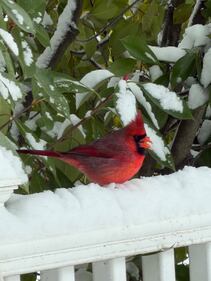 Check out all the photos of the snow you sent us on December 26th and 27th, 2025. Want to see your photo featured? Upload it now inside the 102.3 WBAB App.