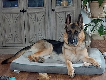 Check out all the adorable photos you sent us of your dogs on National Dog Day!