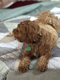 Check out all the adorable photos you sent us of your dogs on National Dog Day!