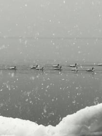 Check out all the photos of the snow you sent us on December 13th and 14th, 2025. Want to see your photo featured? Upload it now inside our phone app.