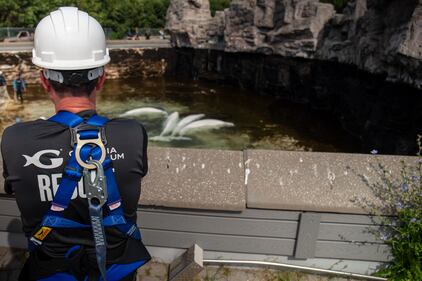 Beluga whale rescue