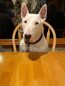 Check out all the adorable photos you sent us of your dogs on National Dog Day!