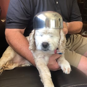 Check out all the adorable photos you sent us of your dogs on National Dog Day!