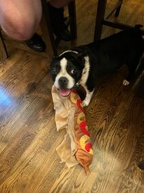 Check out all the adorable photos you sent us of your dogs on National Dog Day!