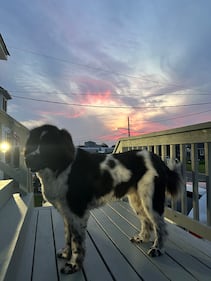 Check out all the adorable photos you sent us of your dogs on National Dog Day!