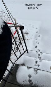 Mystery paw prints on Mark's front steps