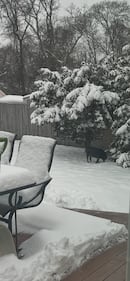 Sue from Centereach sent us this photo of her dog Zebro in the backyard