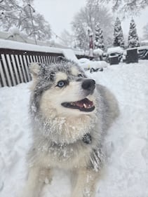 Check out all the photos of the snow you sent us on December 13th and 14th, 2025. Want to see your photo featured? Upload it now inside our phone app.