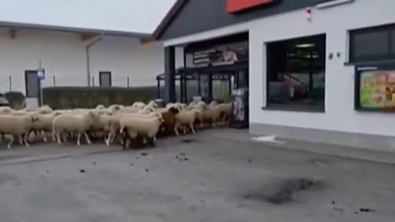 WATCH: Flock Of Sheep Invade German Supermarket