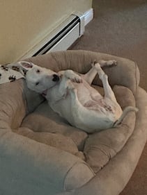 Check out all the adorable photos you sent us of your dogs on National Dog Day!