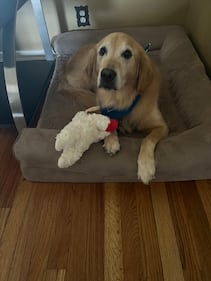 Check out all the adorable photos you sent us of your dogs on National Dog Day!