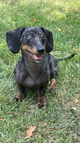 Check out all the adorable photos you sent us of your dogs on National Dog Day!