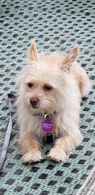 Check out all the adorable photos you sent us of your dogs on National Dog Day!