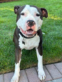 Check out all the adorable photos you sent us of your dogs on National Dog Day!