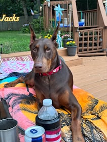 Check out all the adorable photos you sent us of your dogs on National Dog Day!