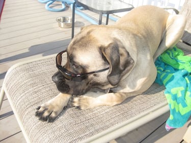 Check out all the adorable photos you sent us of your dogs on National Dog Day!