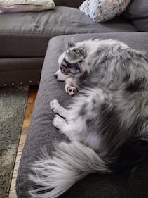 Check out all the adorable photos you sent us of your dogs on National Dog Day!