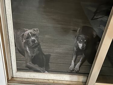 Check out all the adorable photos you sent us of your dogs on National Dog Day!