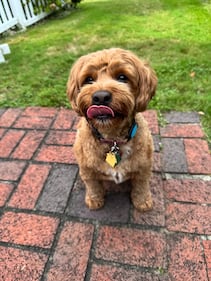 Check out all the adorable photos you sent us of your dogs on National Dog Day!